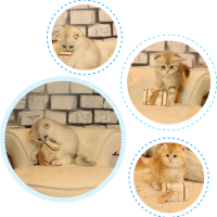Scottish Fold Cattery/British shorthair kittens Logo
