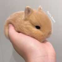 Pets Fluffy Bunny Rabbitry Logo