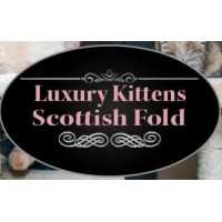 Luxury Kittens Scottish Fold Logo