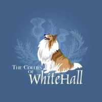 Whitehall Collies Logo