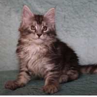 EuroCoons Maine Coon Cattery - European Maine Coon Breeder Logo