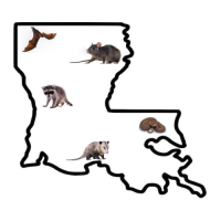 Louisiana Wildlife Solutions Logo