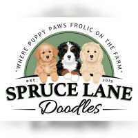 Spruce Lane Doodles Logo