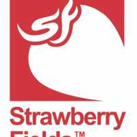 Strawberry Fields Cannabis Downieville Logo