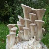 Tierra Madre Mushrooms Logo