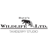 Dave's Wildlife Ltd. Taxidermy Logo