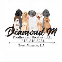 Diamond M Poodles and Doodles Logo