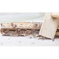 Cowell Beach Termite Removal Expert Logo