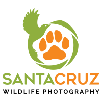Santa Cruz Wildlife Photography Logo