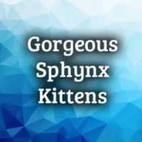 Gorgeous Sphynx Kittens - Staten Island Logo