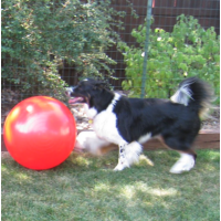 Capitol Area Dog Training and Behavior Consulting Logo