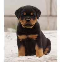 Rottweiler Puppies For Sale Logo