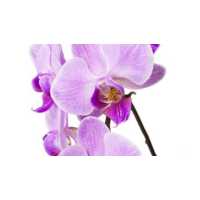 Purple Orchid Home Care Services, Inc. Logo