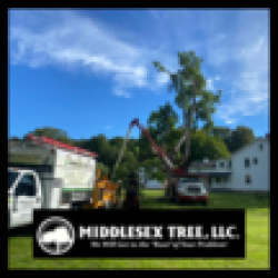 Middlesex Tree