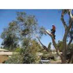 Payneless Tree Removal LLC