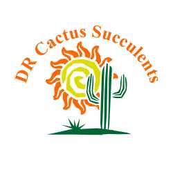 DR Cactus Succulents