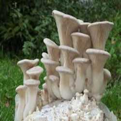Tierra Madre Mushrooms