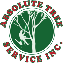 Absolute tree service