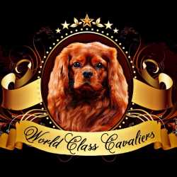 Cavalier King Charles Spaniel for Sale in Florida