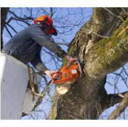Sal's Landscape and Tree Service