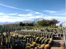 GDNC Cactus & Desert Plant Nursery