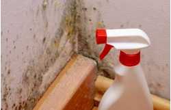 Mold Experts of Tampa