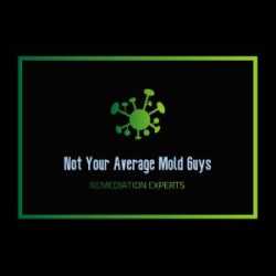 Not Your Average Mold Guys