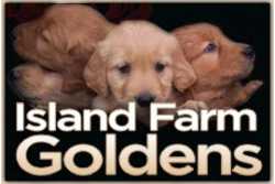 Island Farm Goldens