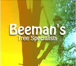 Beeman's Tree Specialists