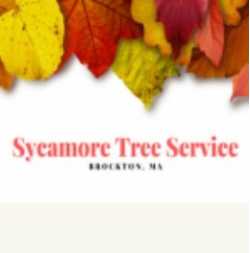Sycamore Tree Service Brockton