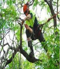 Tampa Tree Service Experts