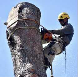 Royal Oak Tree Care Inc.