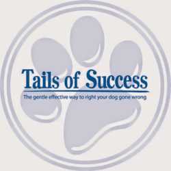 Tails of Success: Dog Daycare and Training