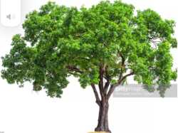 Family Tree and Landscaping