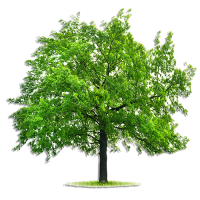 Tree-Mend-Us Logo