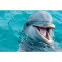 Anna Maria Island Dolphin Tours Logo
