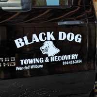 Black Dog Towing and Recovery Logo