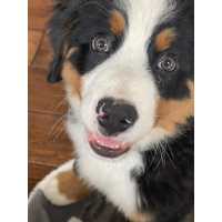 DOGLOGICS Puppy Pros Training & Socialization Logo