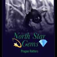 North Star Gems Prague Ratters Logo