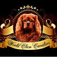 Cavalier King Charles Spaniel for Sale in Florida Logo
