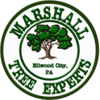 Marshall Tree Experts Logo