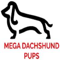 Dachshund puppy Logo