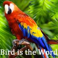 Bird Is the Word Logo