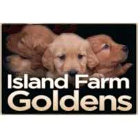 Island Farm Goldens Logo