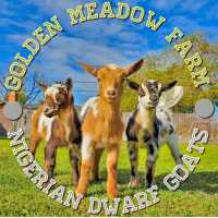 Golden Meadow Goats Logo