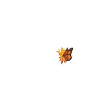 Big Butterfly Promos Logo