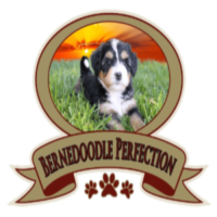 Bernedoodle Perfection Logo