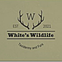 White's Wildlife Taxidermy & Furs Logo