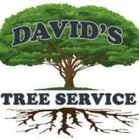 David Tree Services Inc. Logo
