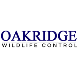 Oakridge Wildlife Control